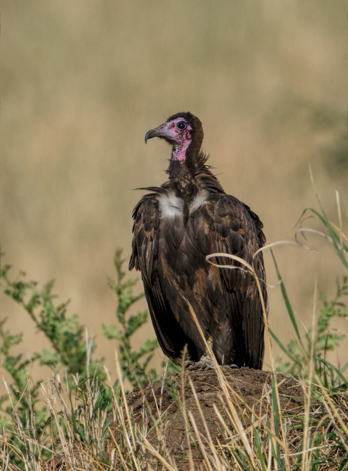 Hooded Vulture