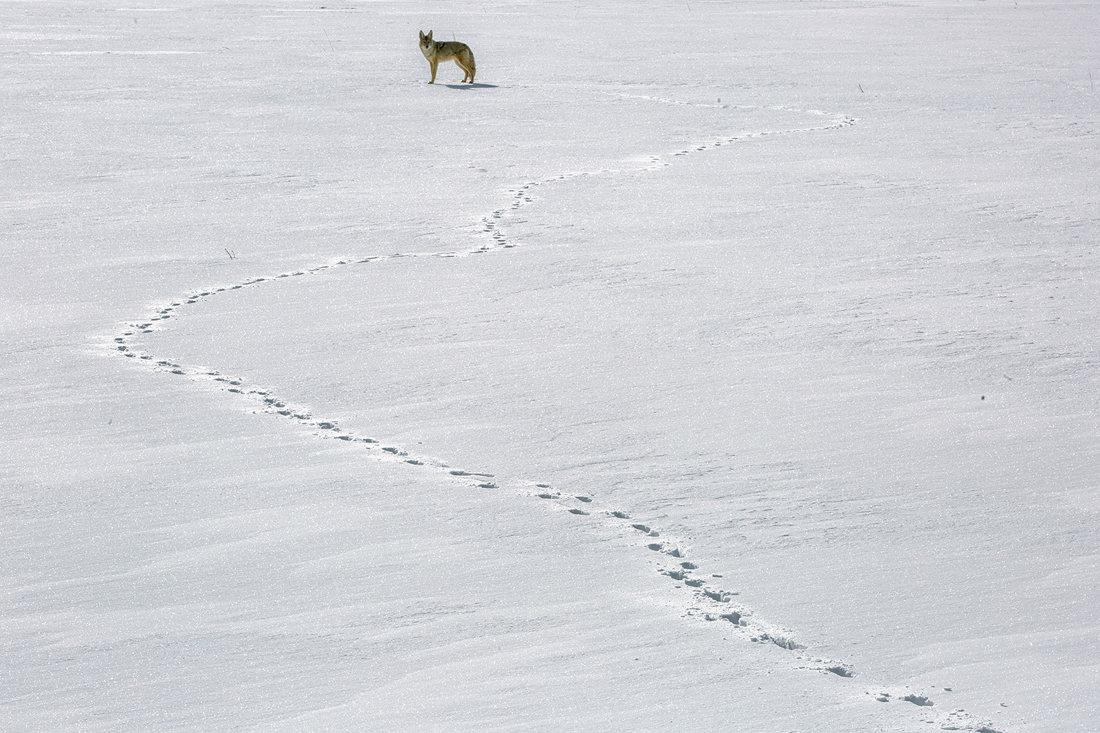 Coyote Trajectory