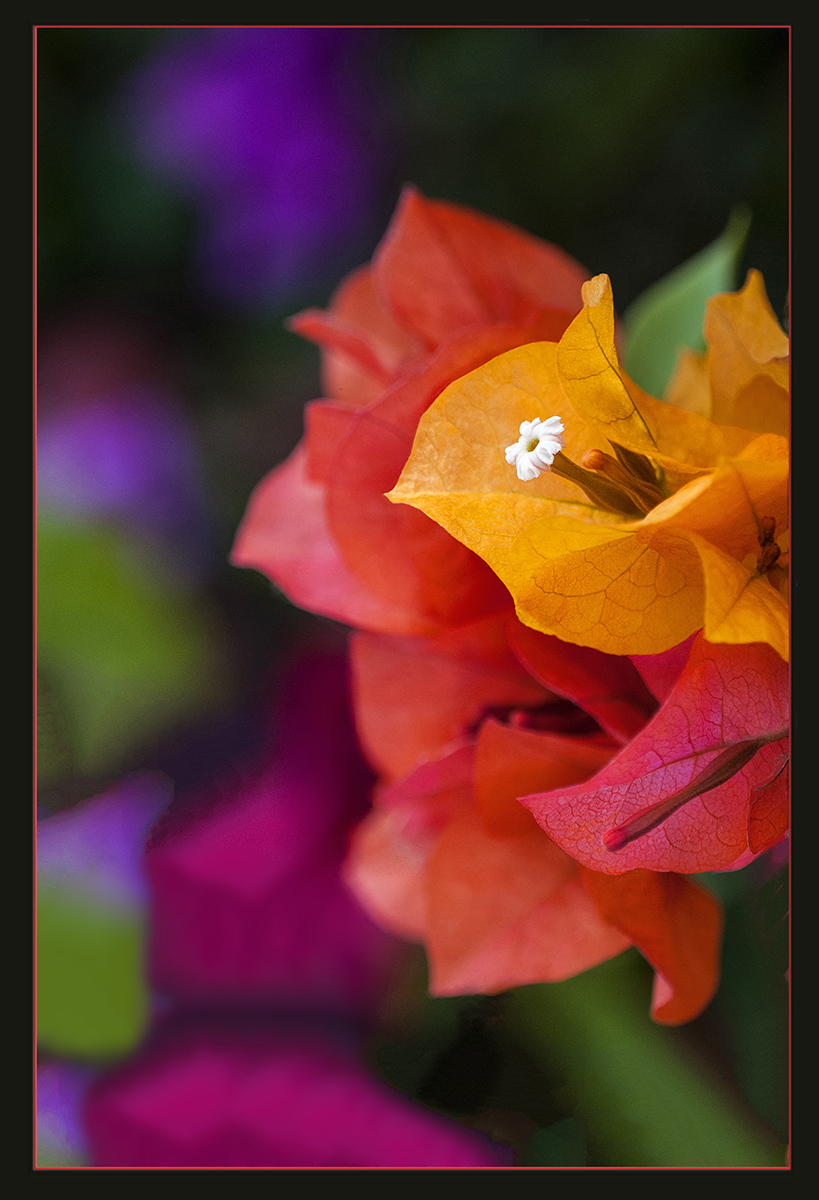 Garden Rainbow