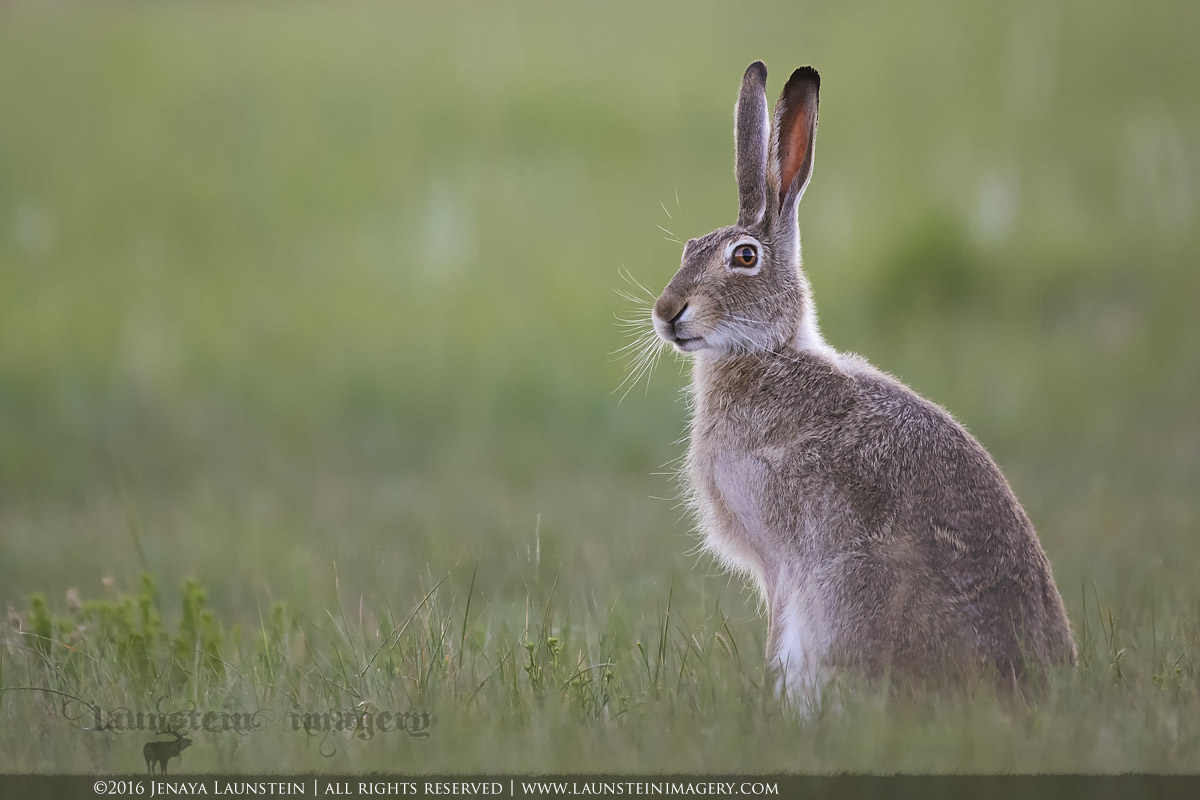 Summertime Rabbit