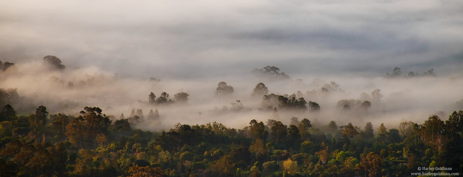 Montecito Jungle