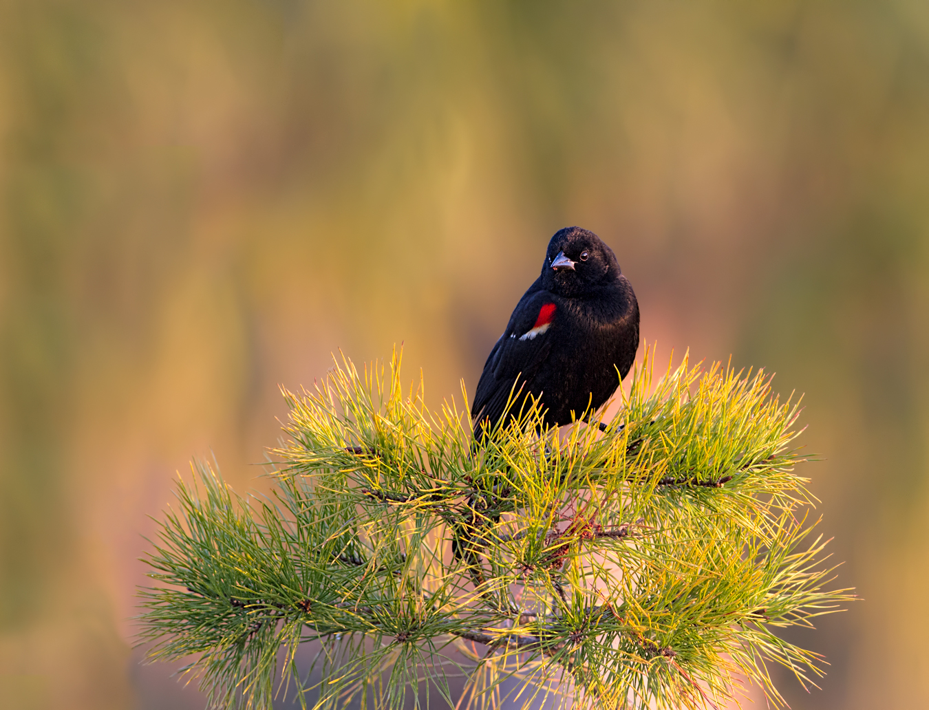 RW Blackbird + redo for crop