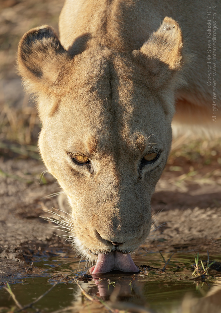 Thirsty Lioness