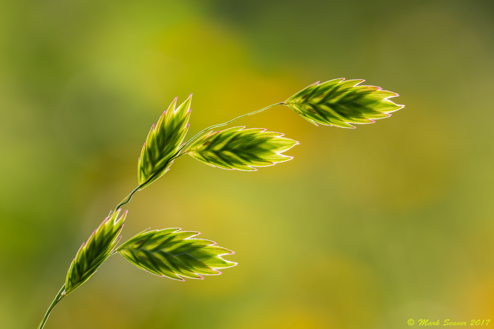 Northern Sea Oats