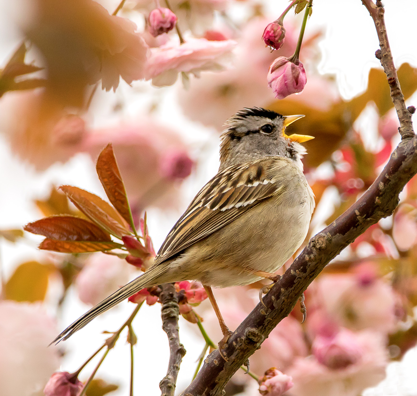 White-crowned Sparrow