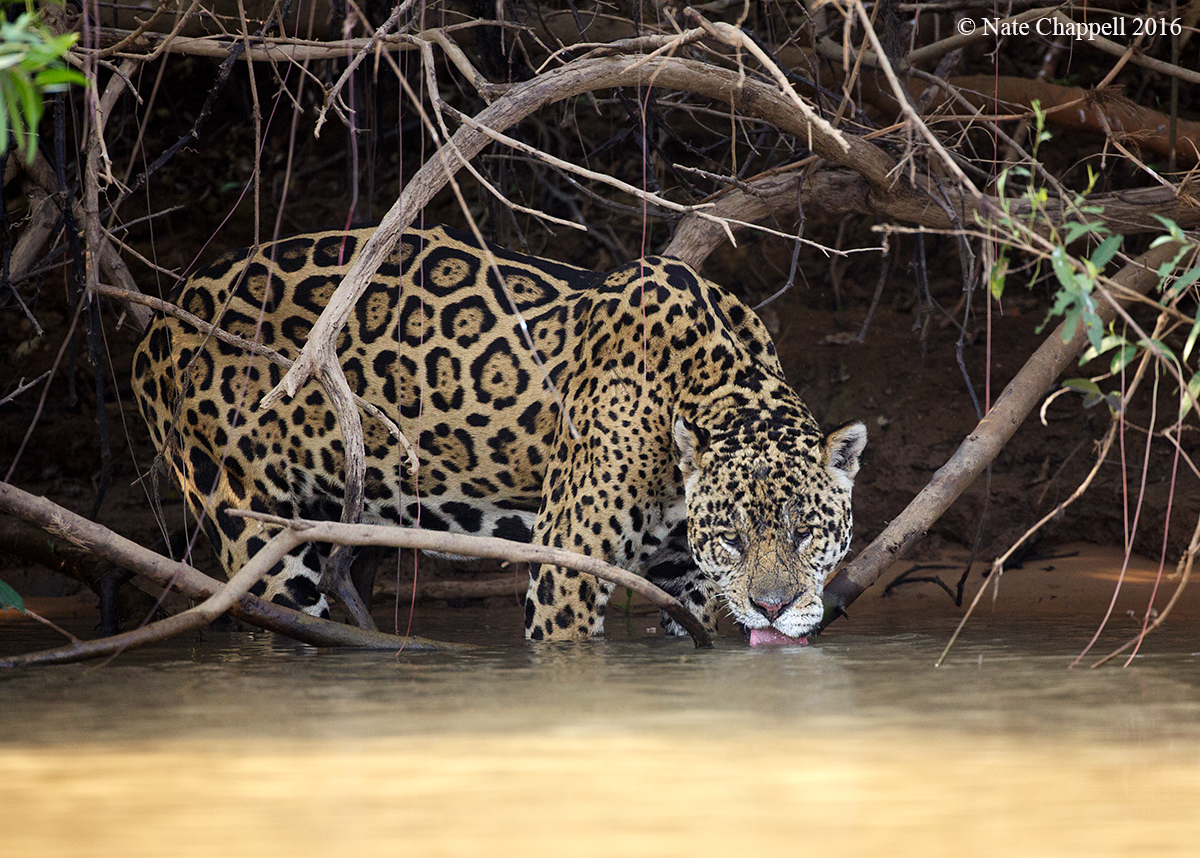 Jaguar Drinking 