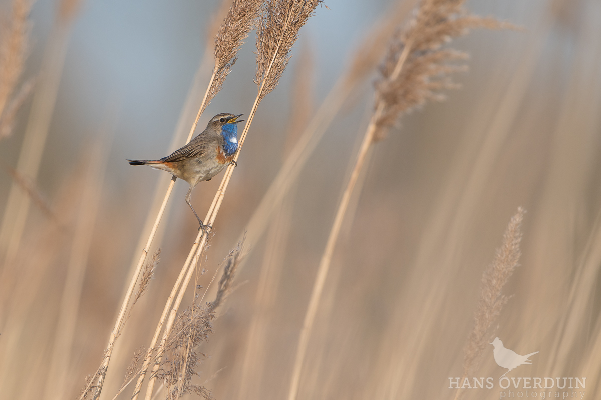 Bluethroat = Spring 