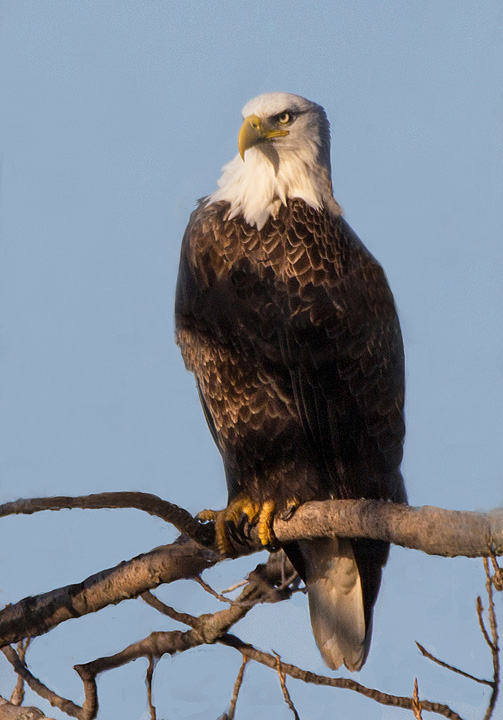 Evening Eagle