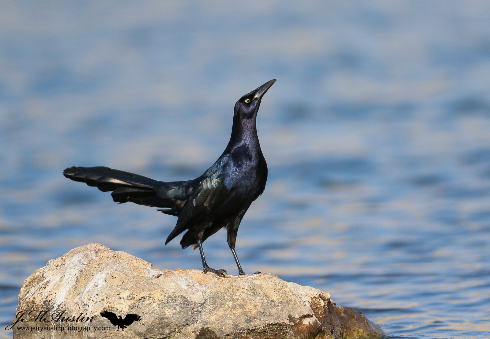 Regal Grackle