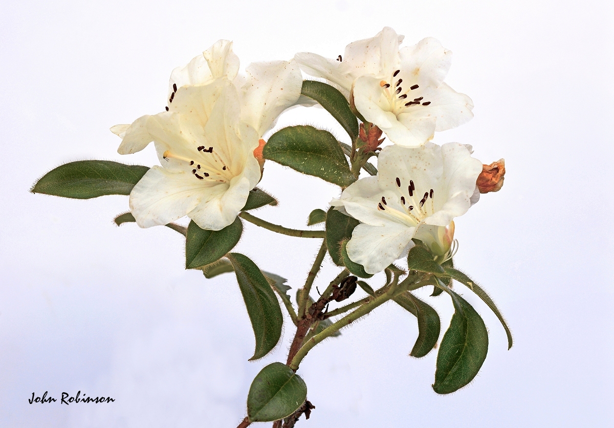 Rhododendron