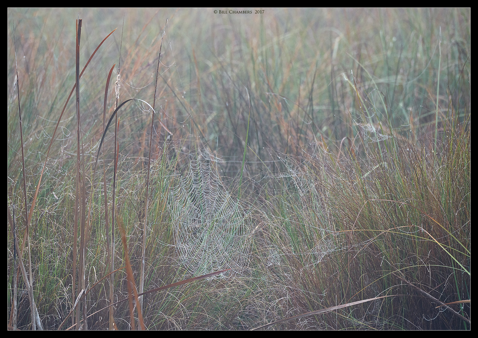 Foggy Morning Spider Web