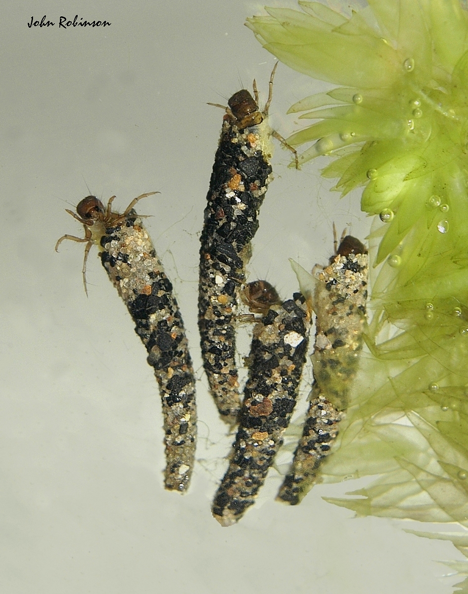 Caddis Larvae