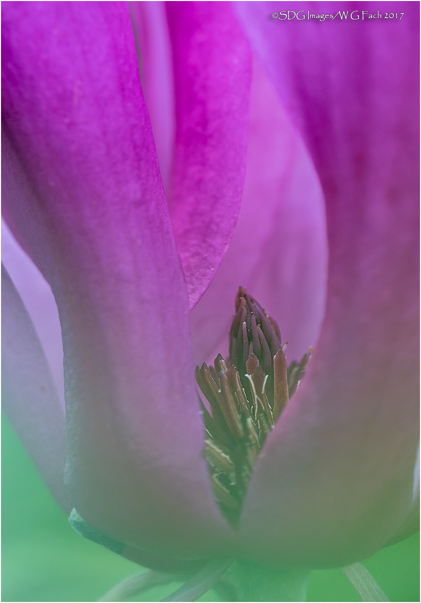 Misty Magnolia