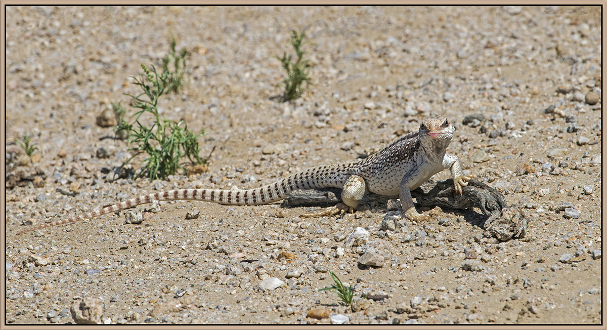 Northern Desert Iguana