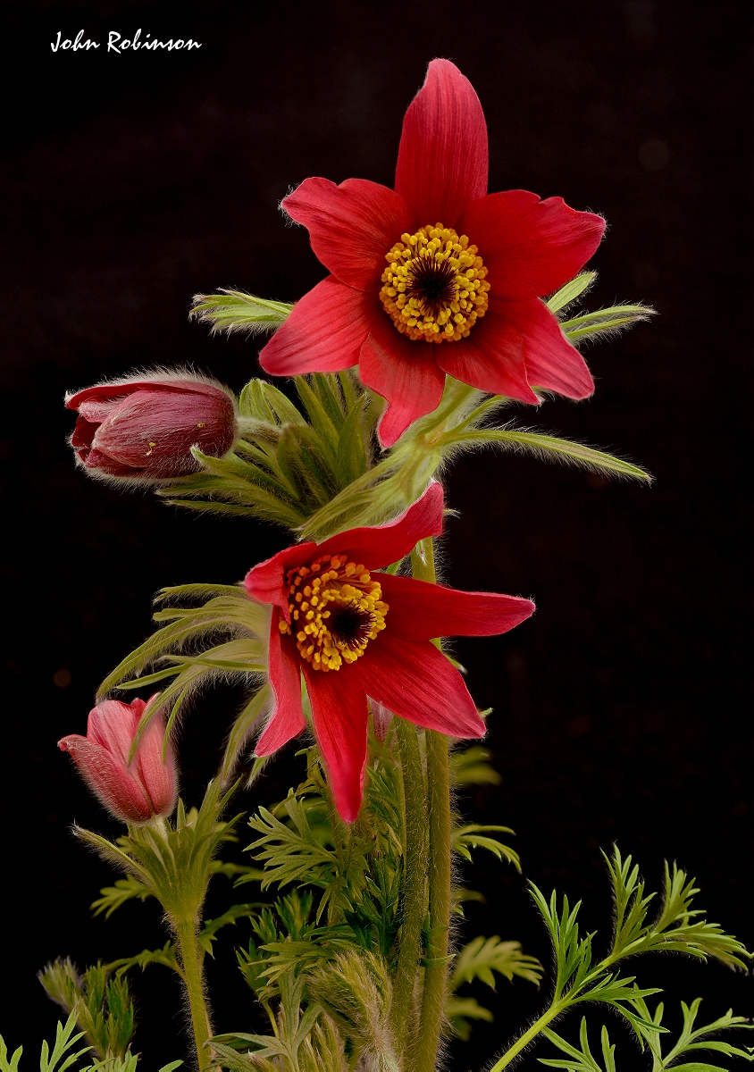 Pasque Flower+Repost