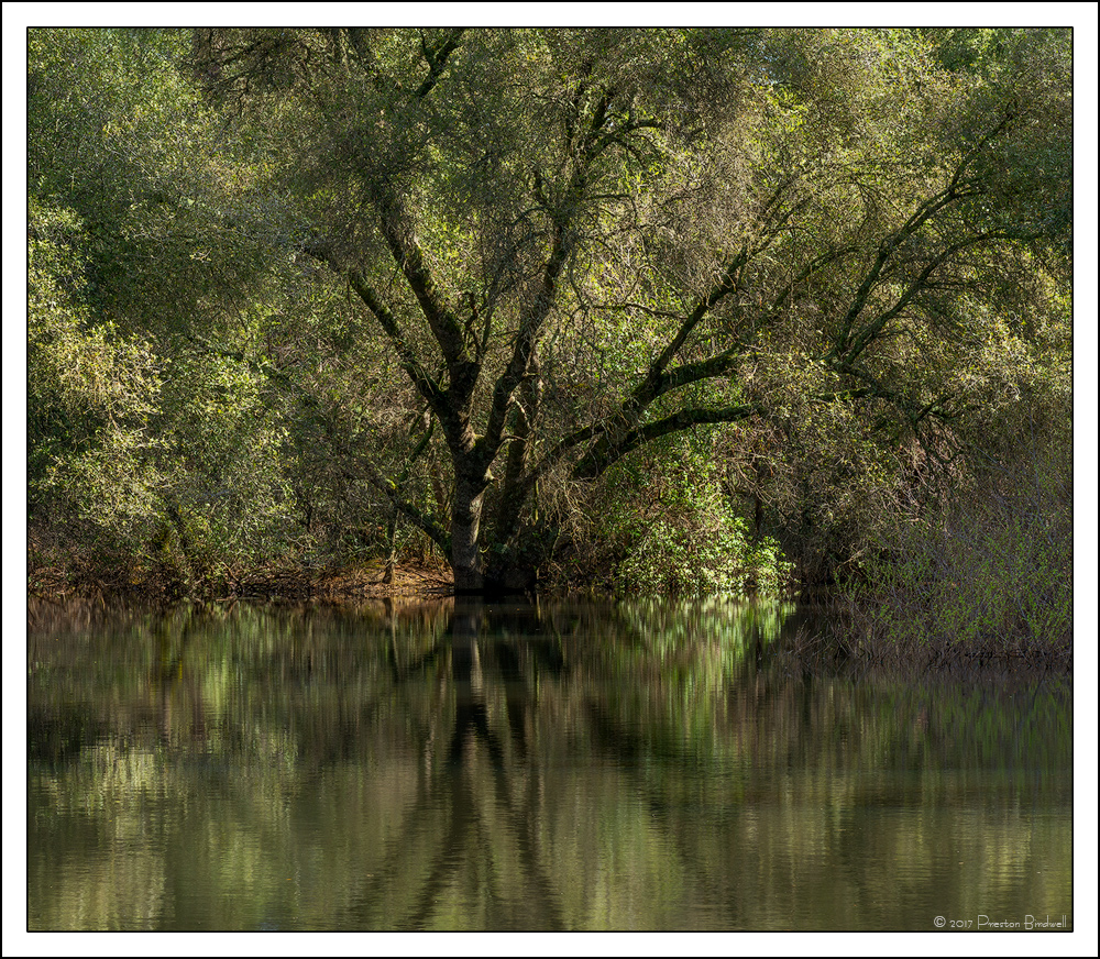 Peaceful Oak