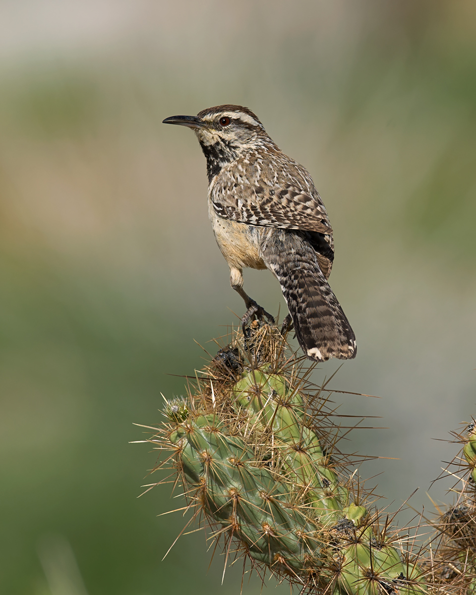 Cactus Wren