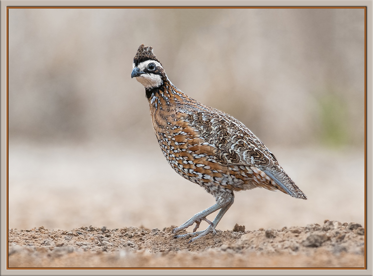 BobWhite