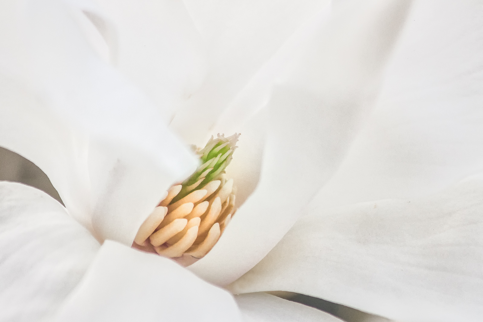 Magnolia
