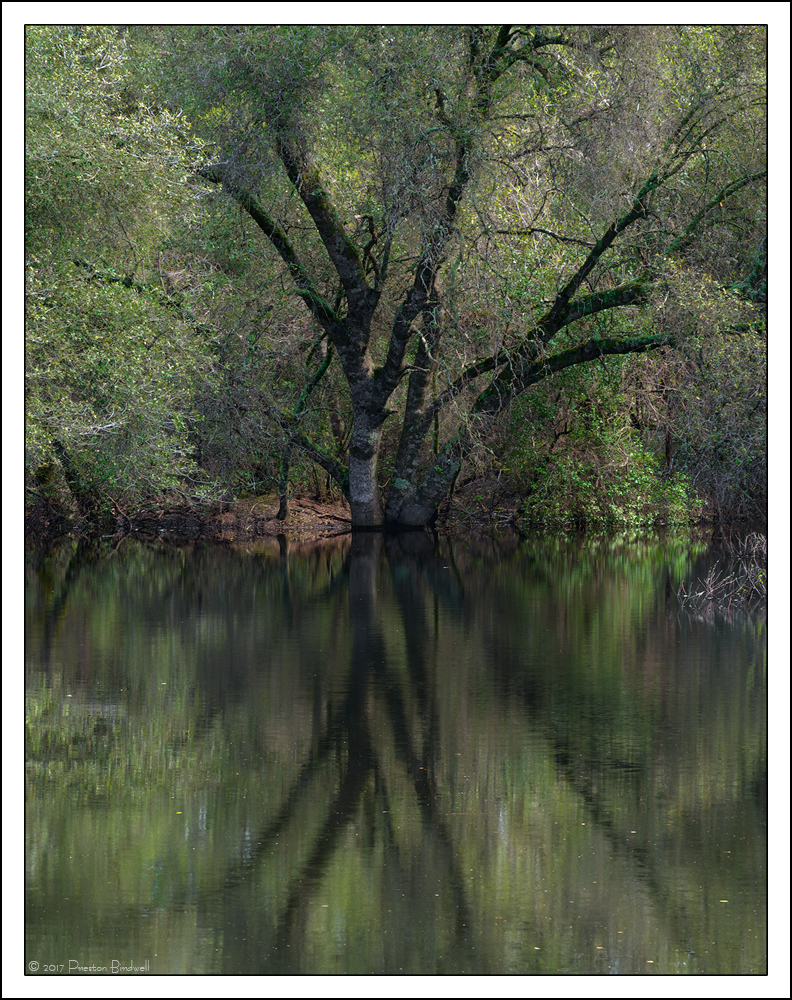 Peaceful Oak-2 + Alts