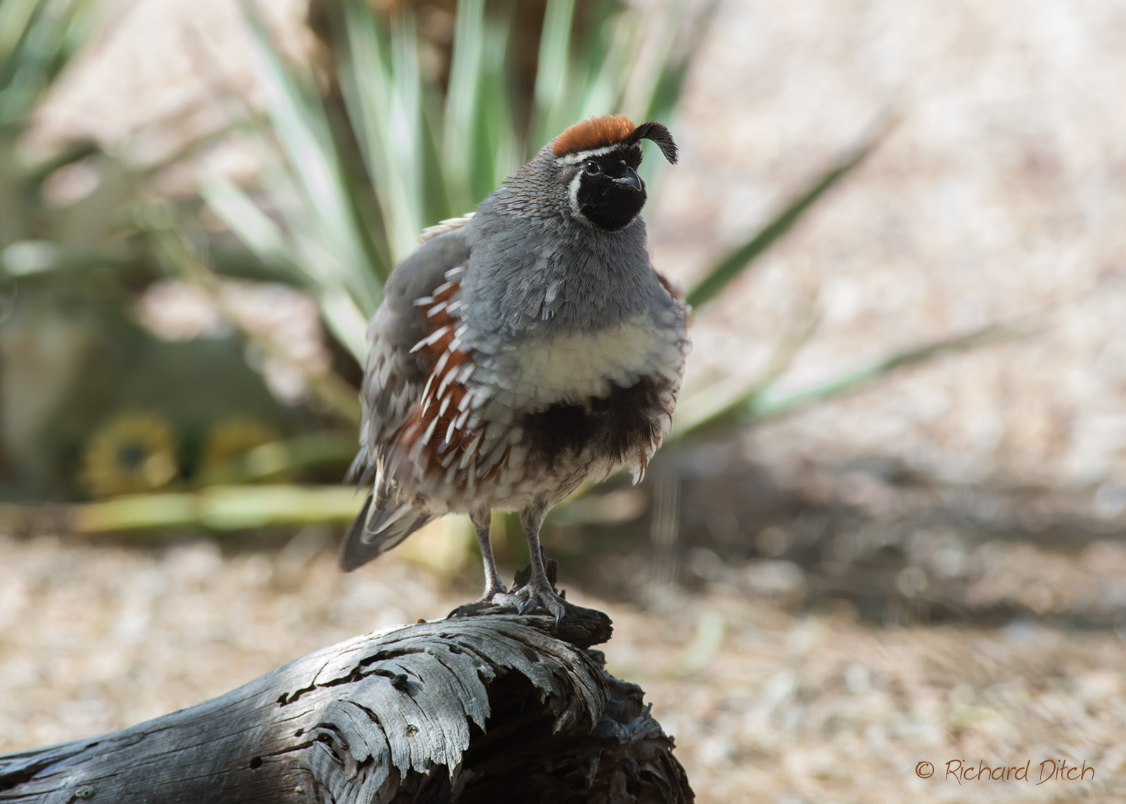 Gambel's Quail