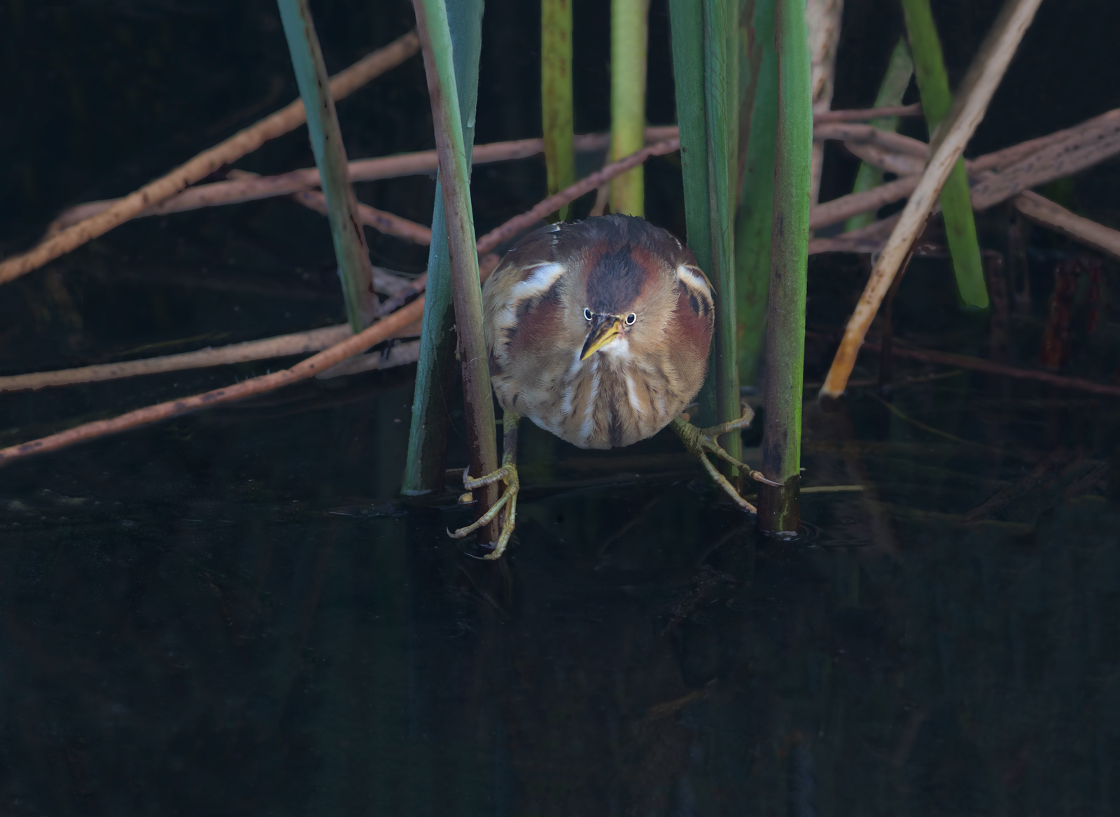 Least Bittern/redo