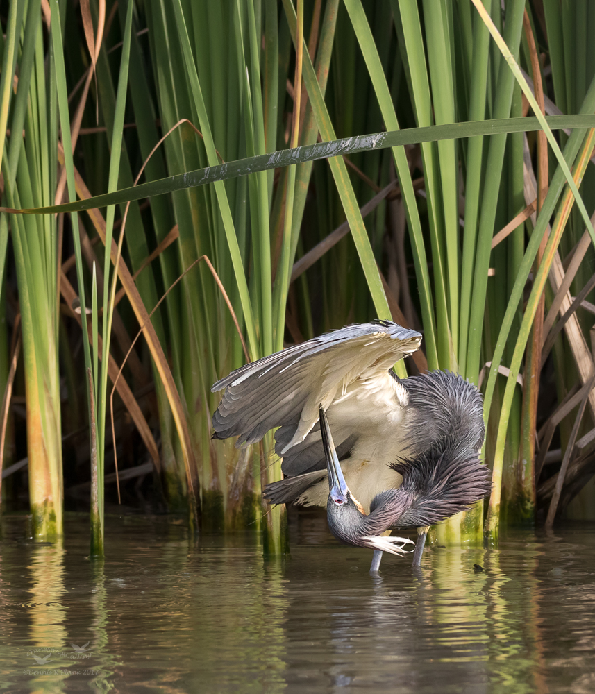 Tri-colored Heron