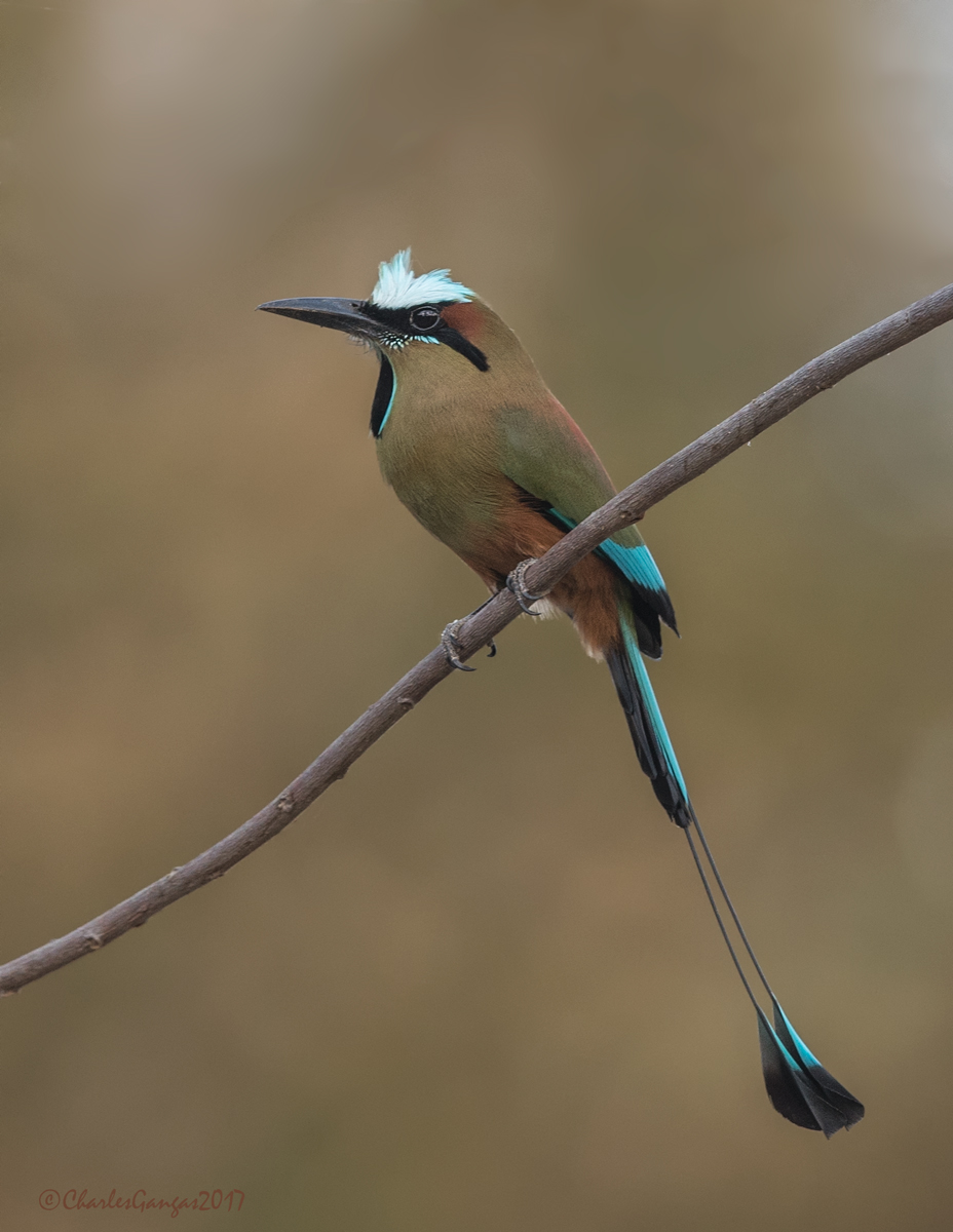 Turquoise-browed Motmot