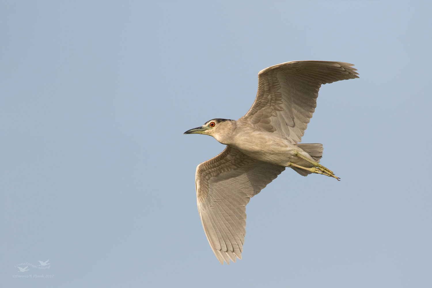 Black-Crownd Night Heron