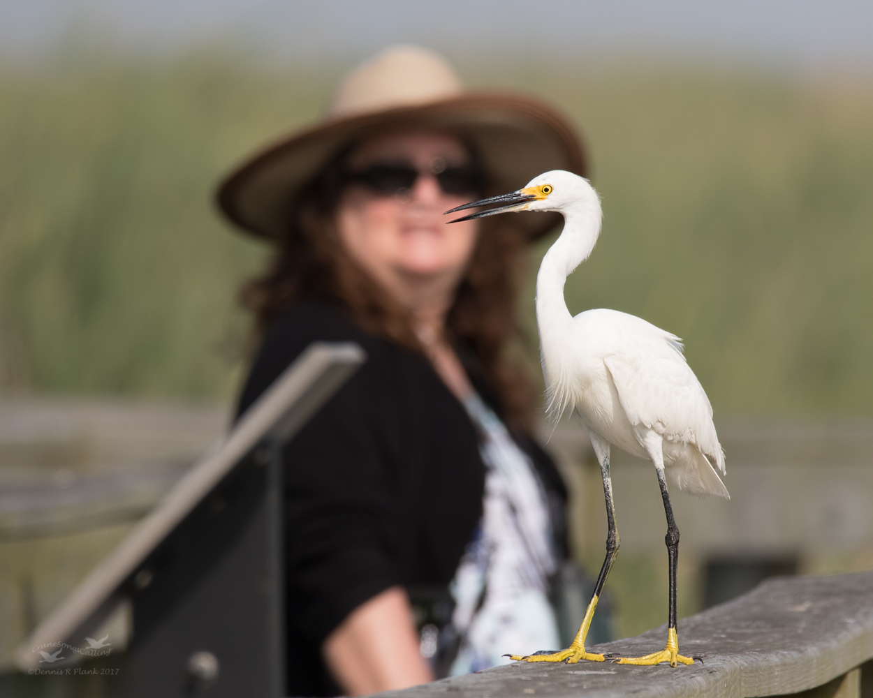 The Lady and the Egret