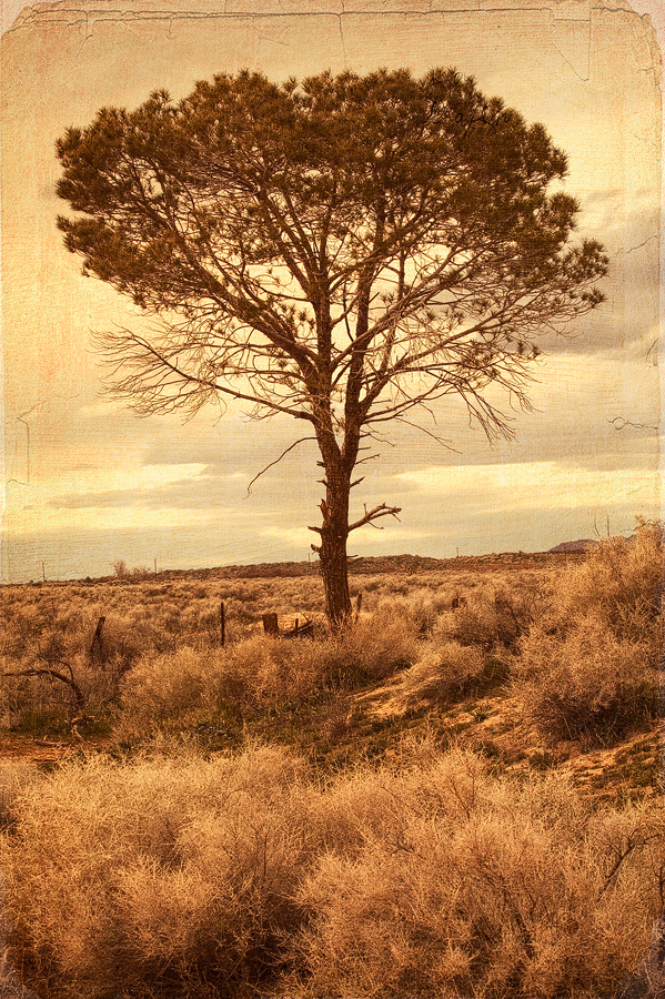 Mojave