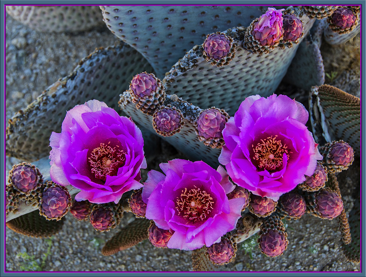 Cactus Blooms