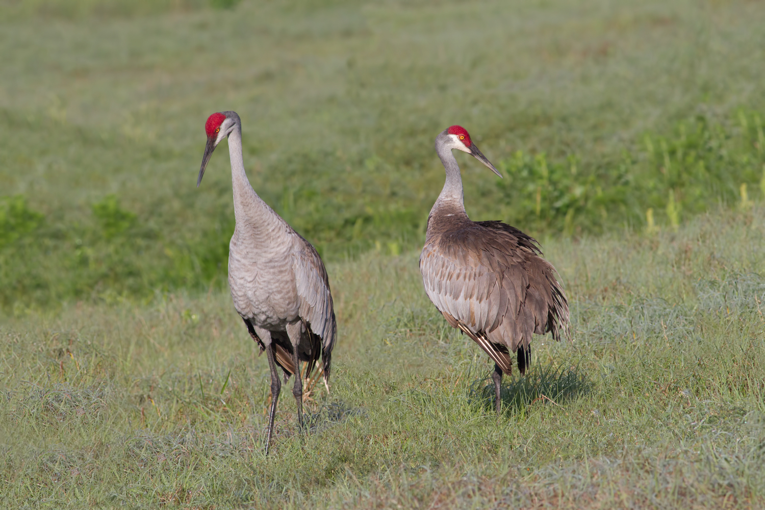 Sandhill Cranes
