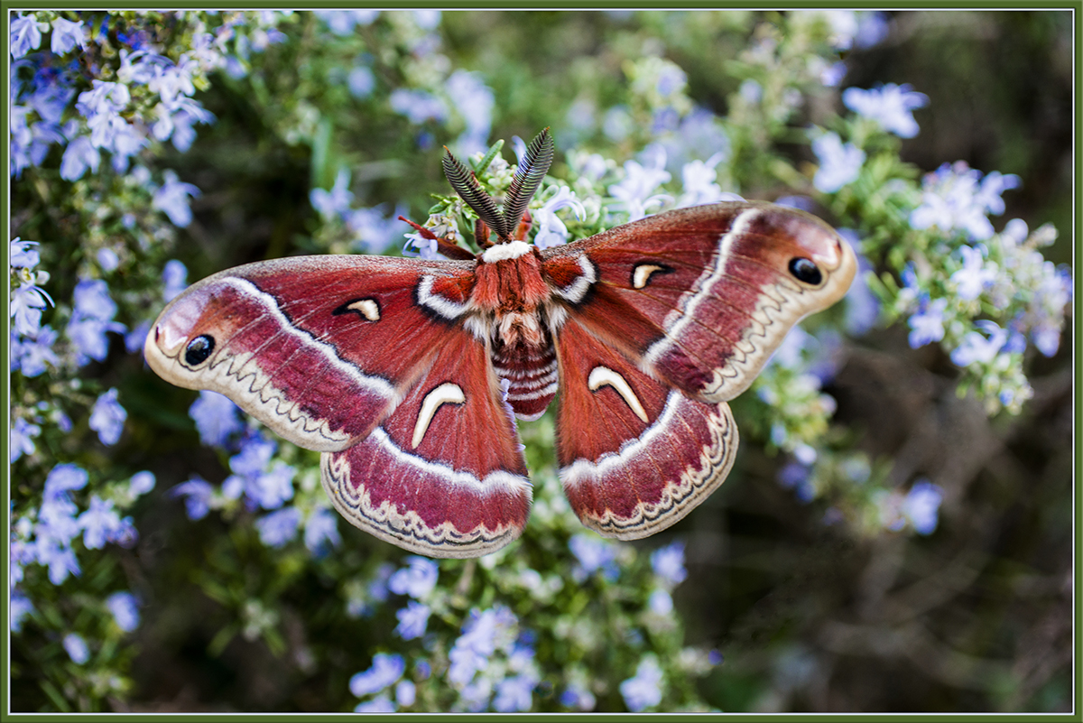 Ceonothus silk moth - correction