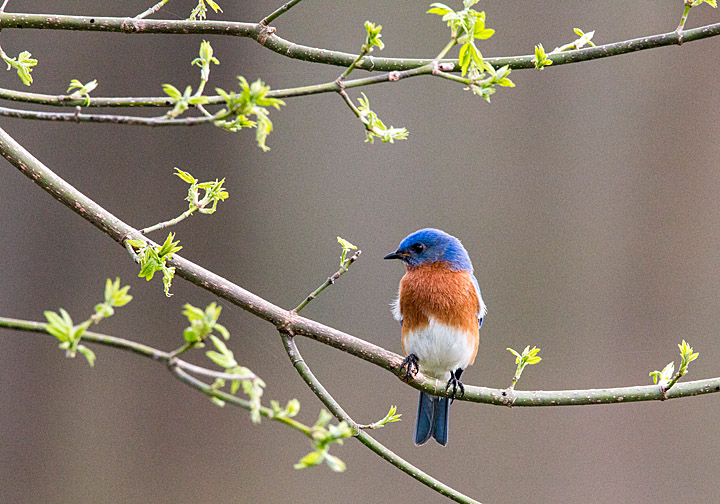 Spring