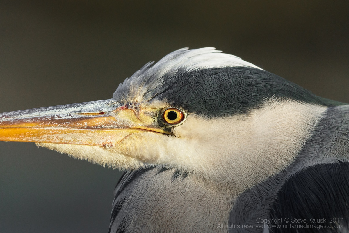 Grey Heron (close-up)