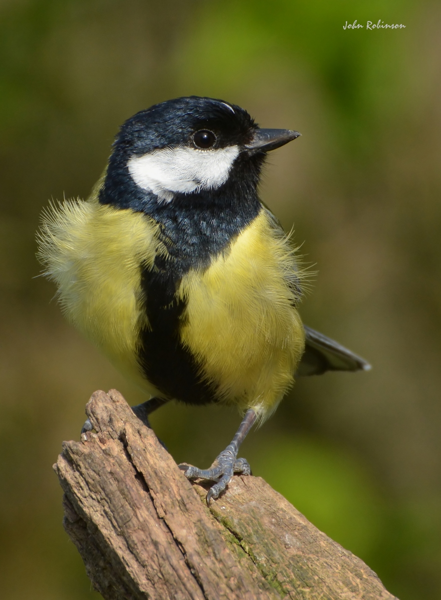GreatTit