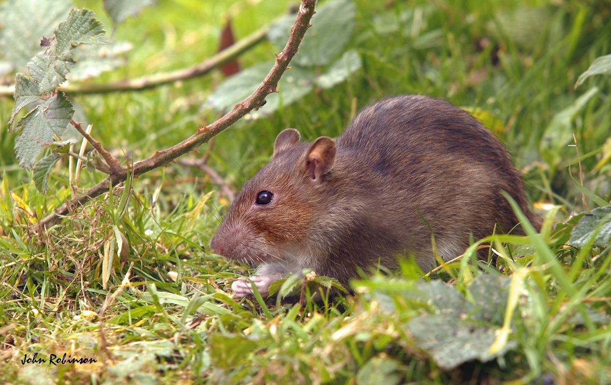 Brown Rat