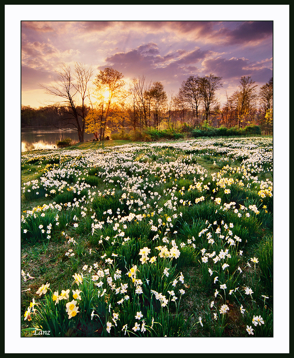 Daffodil Meadow (WC)