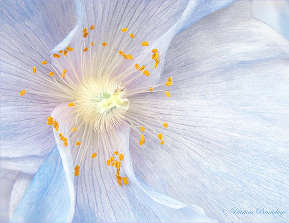 Blue Poppy #4