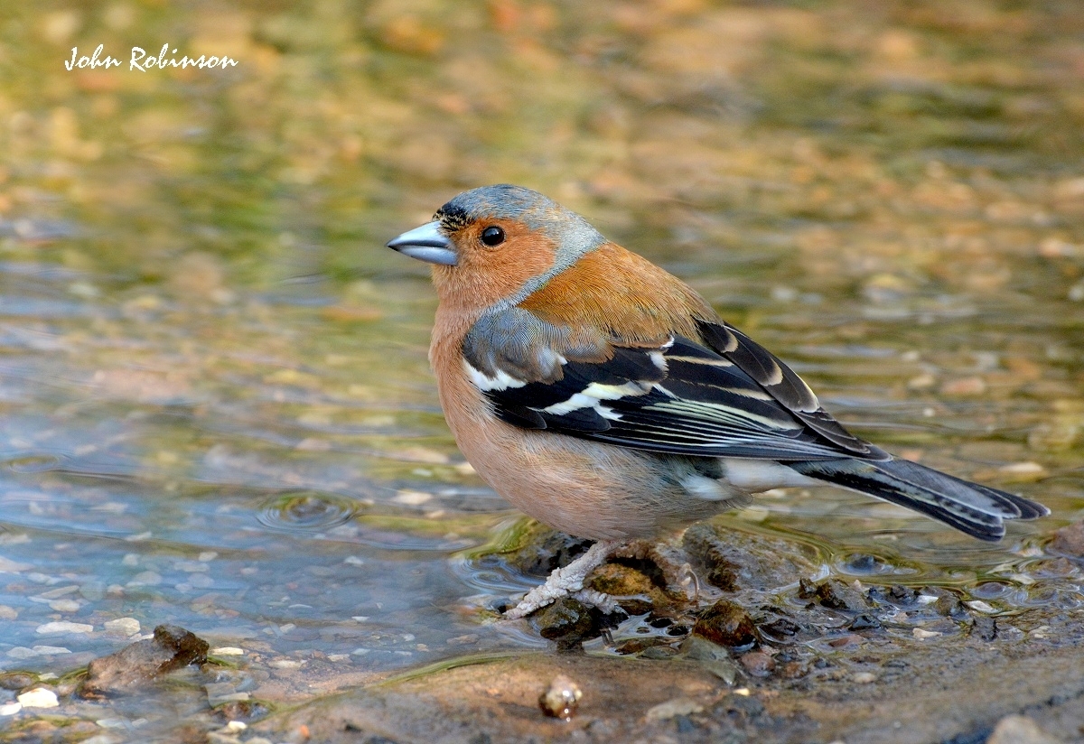Chaffinch