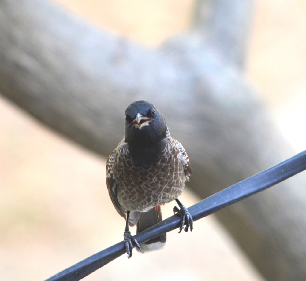 Red -vented Bulbul