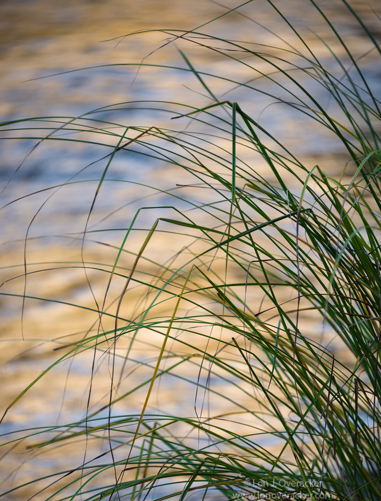 Grasses over the Merced