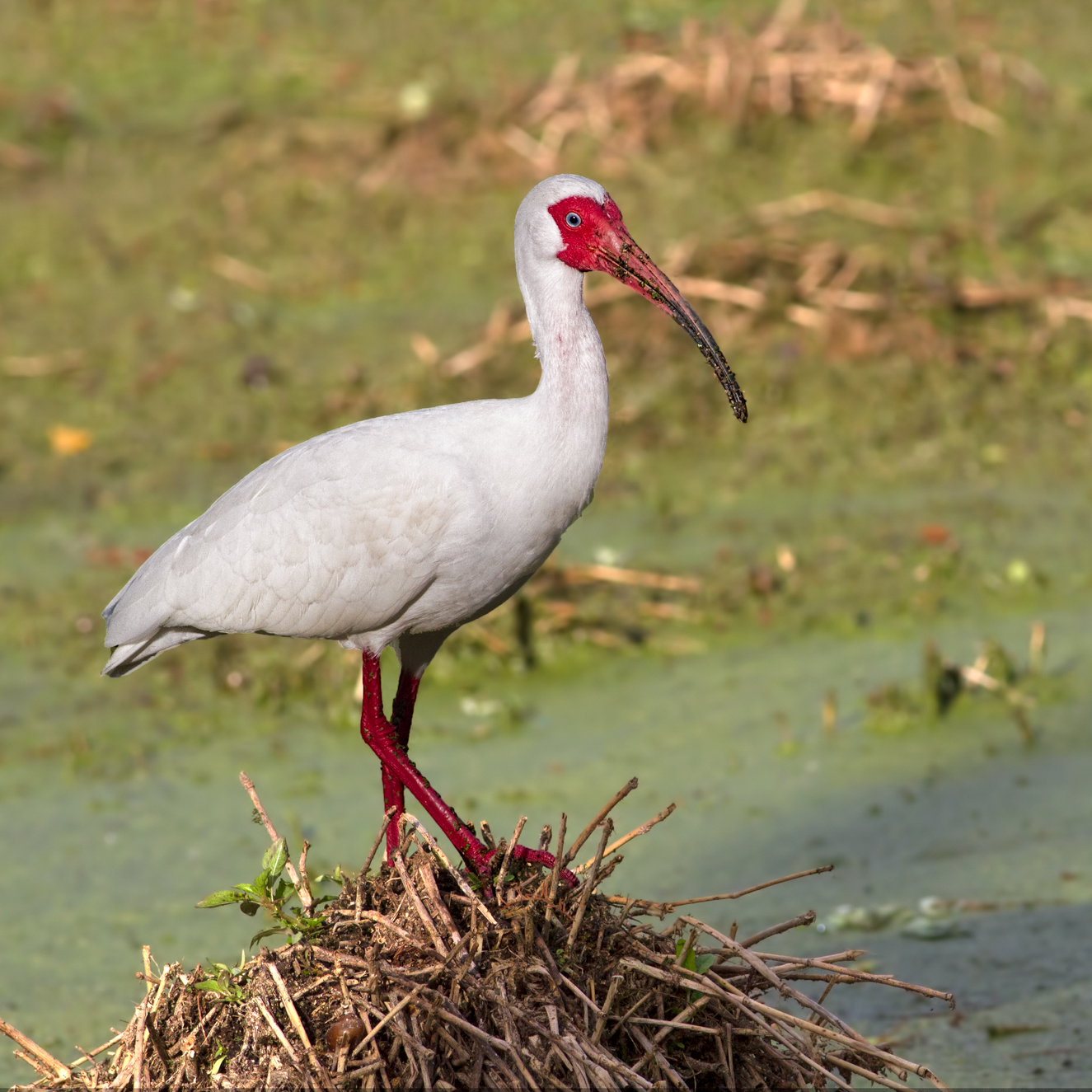 White Ibis