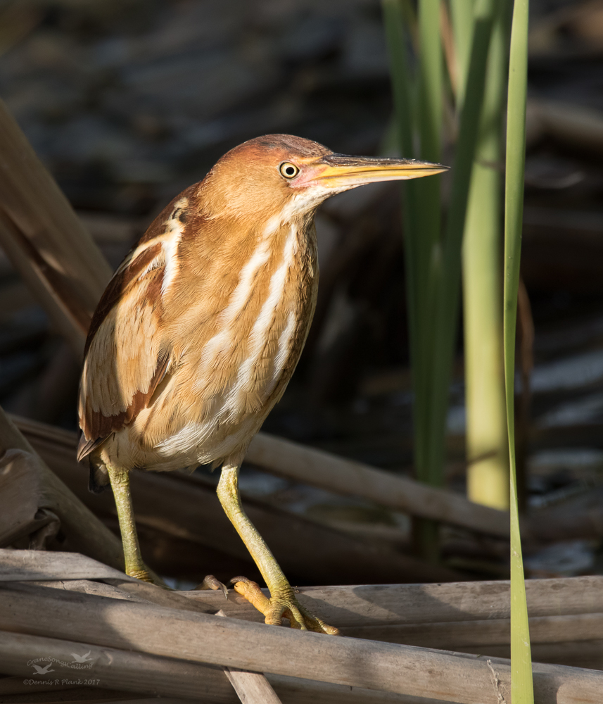 Least Bittern
