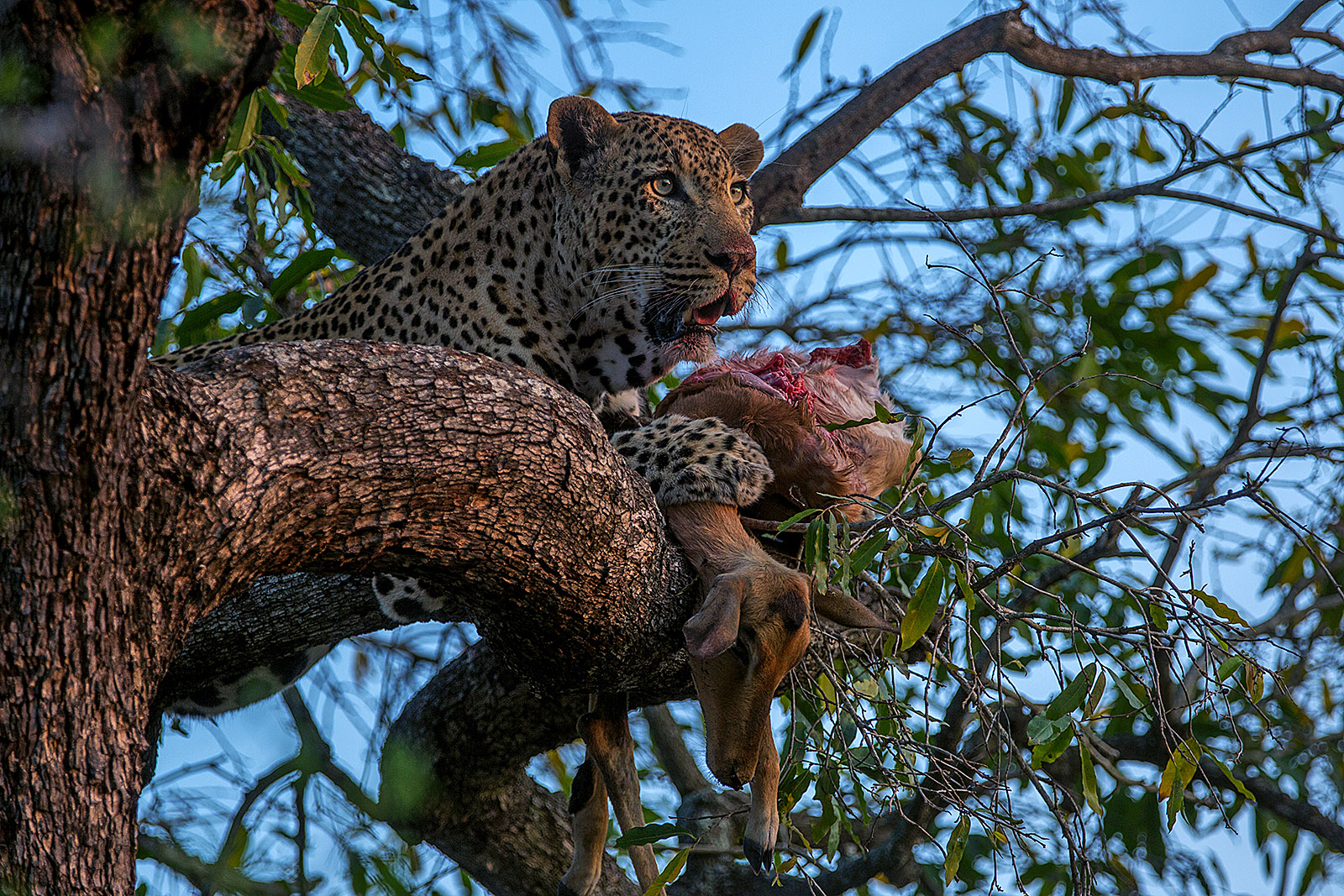 Leopard with Kill