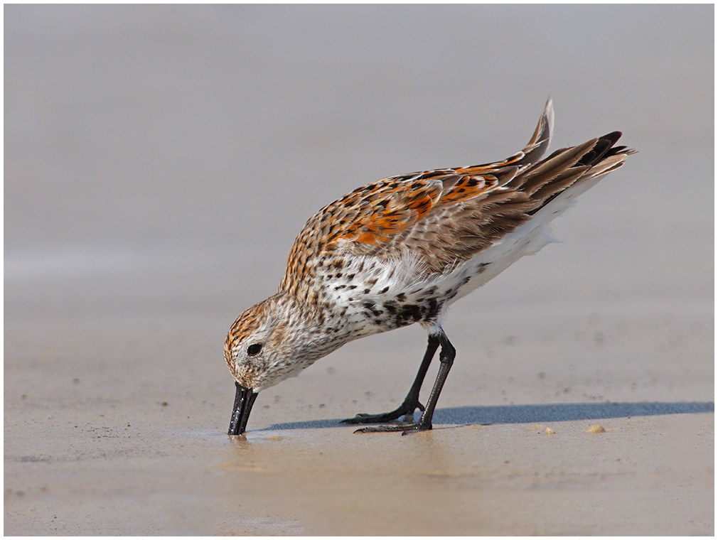 Dunlin