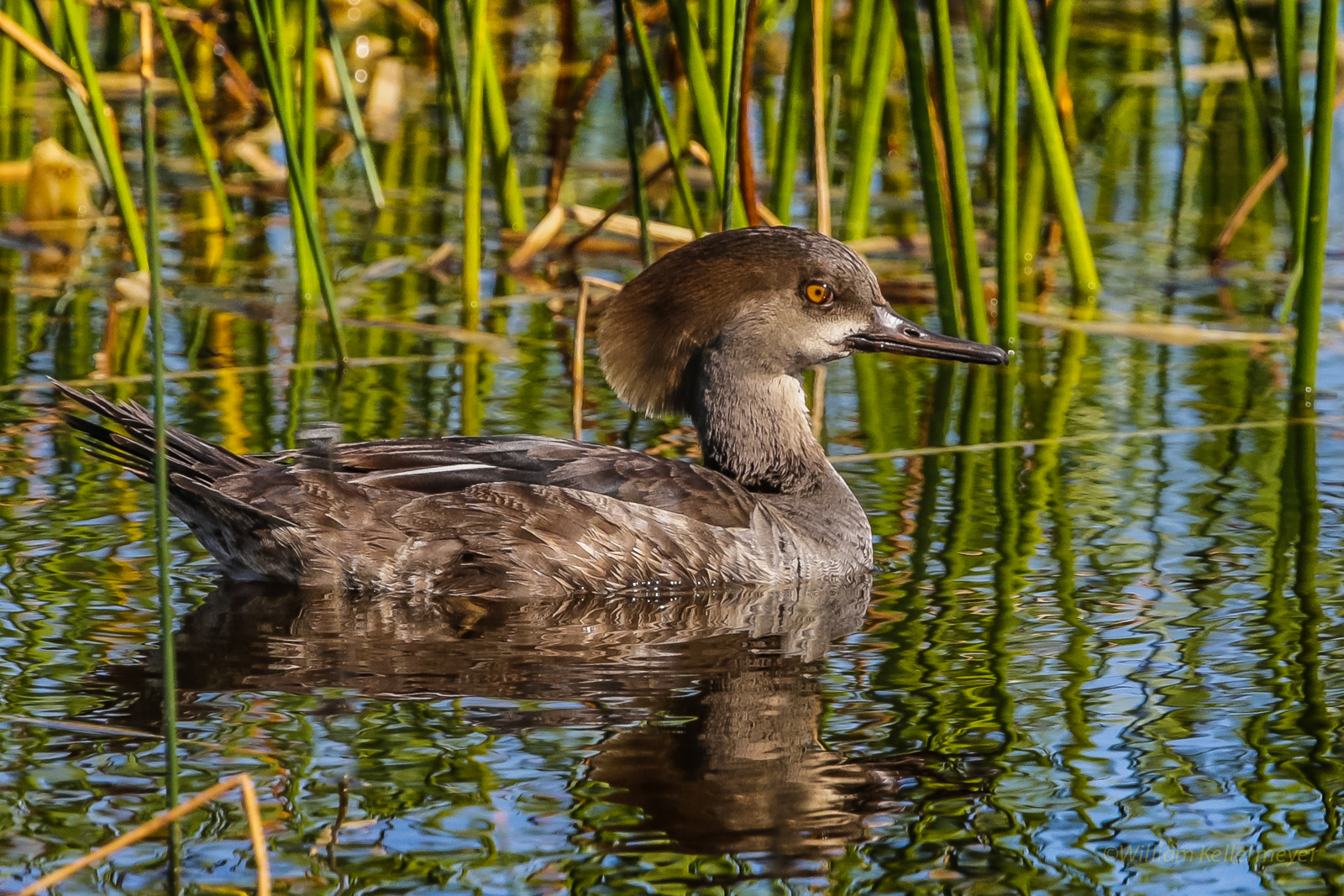 Female Hooded Merganser