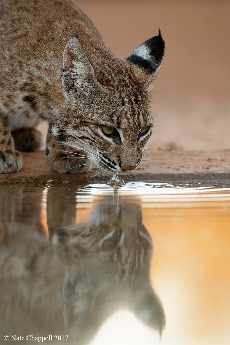 Bobcat Drinking 