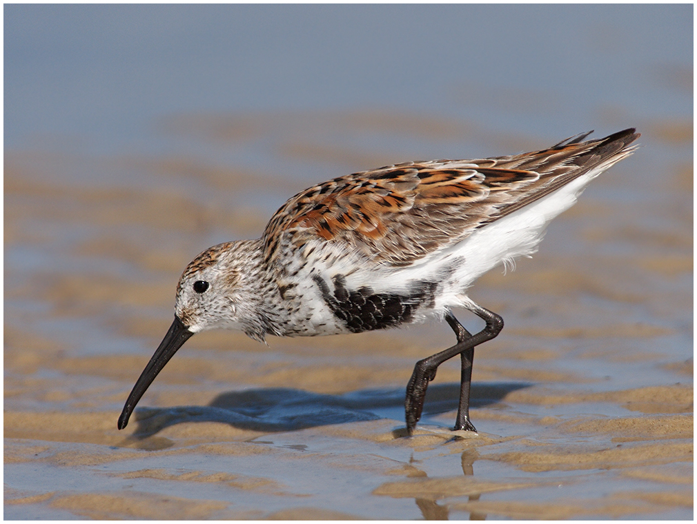 Another Dunlin